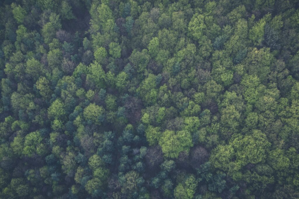 bird s eye view nature forest trees