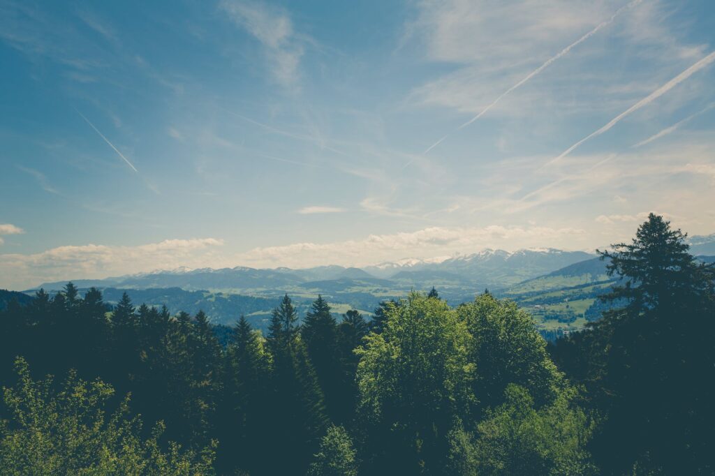 green trees under blue sky