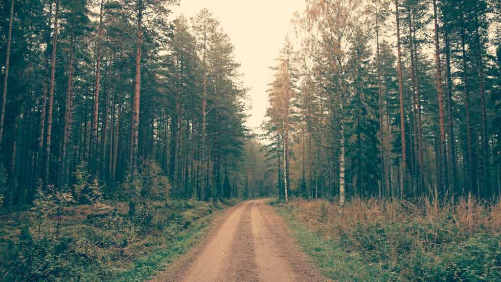 brown dirt road between green leaved trees during daytime