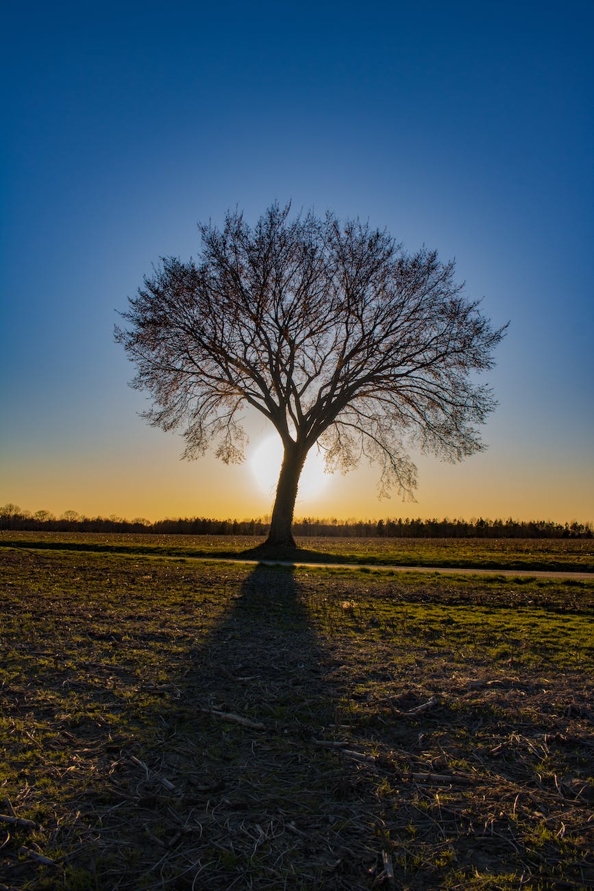 tree in the middle of the field golden hour photography